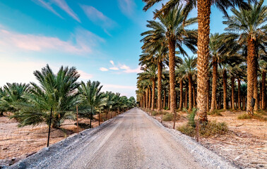 Countryside road among date palm plantations, agriculture industry of the Middle East - 464079661