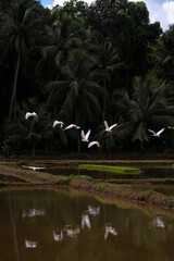 Asian open-bill stork flying