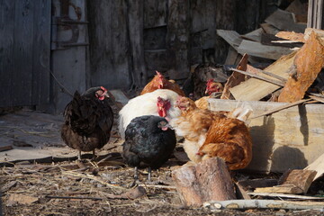Village birds, big, important, beautiful roosters. It is very interesting to observe and photograph, but they stand still a little, everything is in motion.