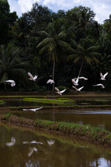 Asian open-bill stork flying
