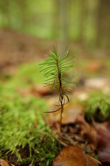 New Life in the Forrest