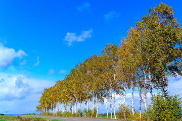 美瑛　白樺並木と青空