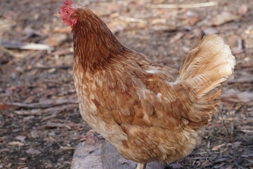 Village birds, big, important, beautiful roosters. It is very interesting to observe and photograph, but they stand still a little, everything is in motion.