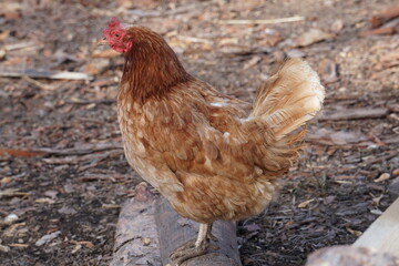 Village birds, big, important, beautiful roosters. It is very interesting to observe and photograph, but they stand still a little, everything is in motion.