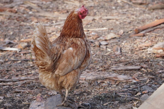 Village birds, big, important, beautiful roosters. It is very interesting to observe and photograph, but they stand still a little, everything is in motion.