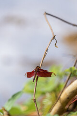 Close-up Of Red Dragonfly