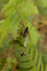 Fly on Fern