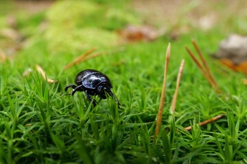 Black Beatle in Forrest