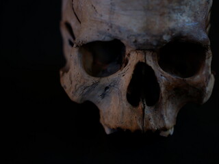 skull on wood
halloween
skull