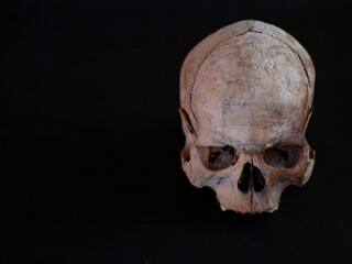 Obraz premium skull on wood halloween skull