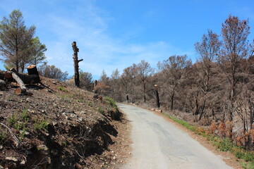 Repair of burned woodland in the French Valley, Massif de la Clape, France.
