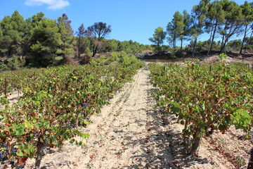 A southern French vineyard in a very dry environment. Photo was taken on a sunny day in summer.