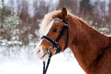 a Welsh pony on the background of a winter forest
