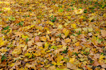 Autumn colorful landscape park