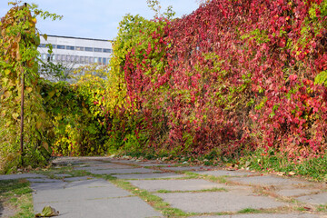 Autumn colorful landscape park