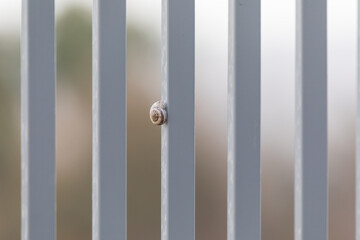 Small white snail on a gray fence