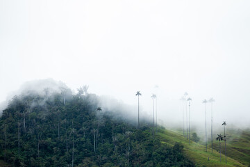 Fototapeta na wymiar View of the beautiful cloud forest and the Quindio Wax Palms at the Cocora Valley located in Salento in the Quindio region in Colombia.