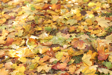 Foliage, Autumn leaves lit by the sun on the ground.