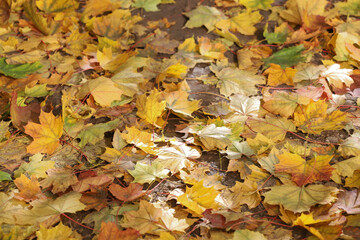 Foliage, Autumn leaves lit by the sun on the ground.