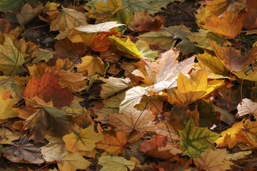 Foliage, Autumn leaves lit by the sun on the ground.