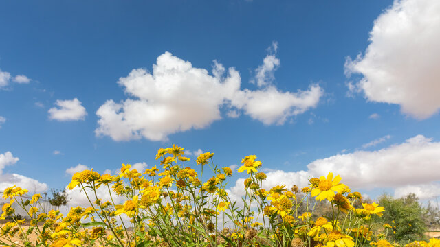 Wide panoramic view from bottom of a many yellow chrysanthemum coronarium to blue sky background