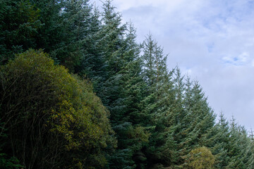 forest in the mountains