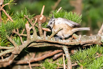 crested tit perched on a tree branch