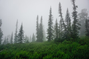 Siberian taiga in the fog in the Ergaki Natural Park