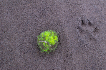 plant on the sand