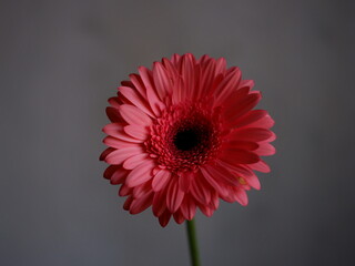 red gerbera flower