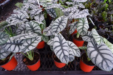 Alocasia Silver Dragon (Alocasia Baginda) has beautiful leaves on pot on natural light    background