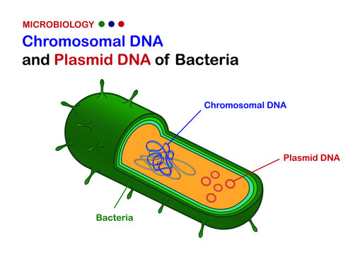 Microbiology illustration show diagram of chromosomal DNA and plasmid DNA of bacteria