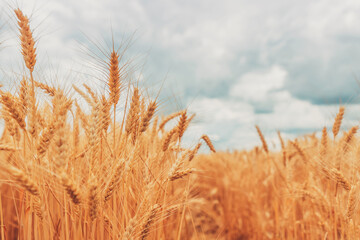 Wheat field in golden yellow color is ready for harvest, cereal plant cultivation