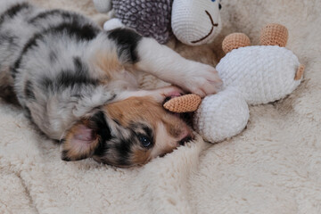 Aussie blue Merle puppy is real shepherd. Dog bites sheep with its teeth. Australian Shepherd dog of gray spotted color lies on soft white blanket next to two handmade toy sheep amigurumi.
