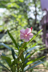 Closeup shot of a light pink oleander flower
