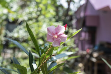 Closeup shot of a light pink oleander flower