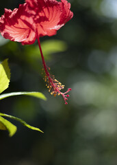 Closeup shot of a red hibiscus flower growing in a garden