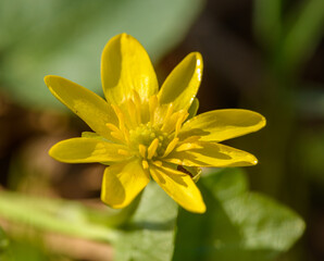 yellow flower of lesser celandine or pilewort (Ficaria verna)