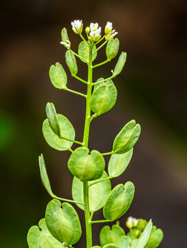 field pennycress (Thlaspi arvense) stem with green seed pods in detail