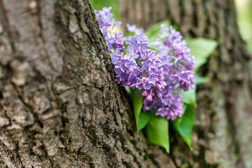 lilac flowers on the tree