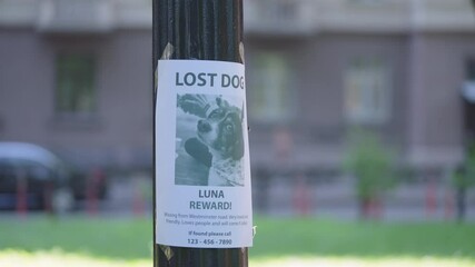 Missing dog poster on lamp post, animal rescue, owner looking for lost pet