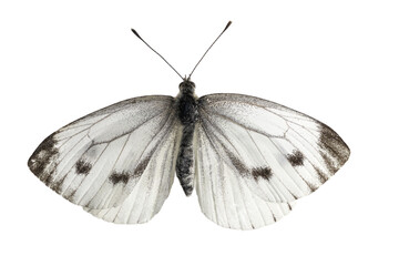 close up of a cabbage white butterfly