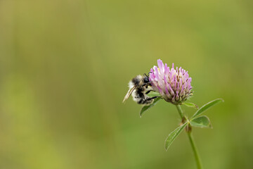 hairy-footed flower bee sarching for pollen on a clover plant