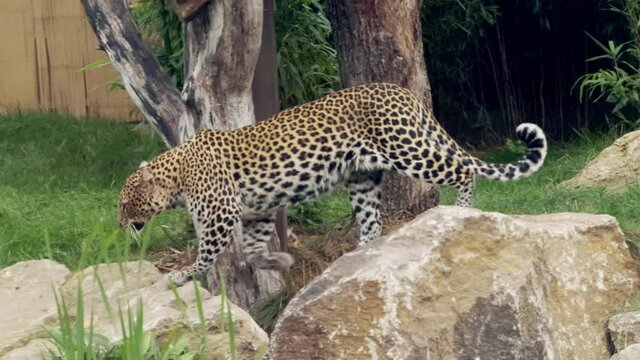 Clouded leopard walks on the rocks. 
