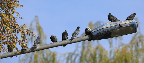 city pigeons sit on a lamppost