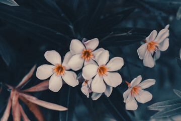 small white flowers with cinematic look