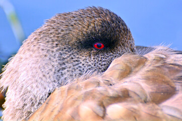 fire duck, red eyes, birds of ushuaia