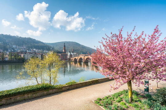 Heidelberg in spring with view of the Old Bridge and Neckar River
