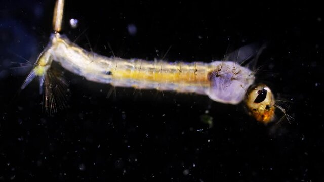 Culex mosquito larva closeup shot