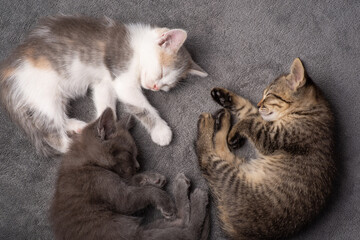Three sisters and brothers kittens sleeping together on gray background. Adorable newborn cats tired of playing having rest together